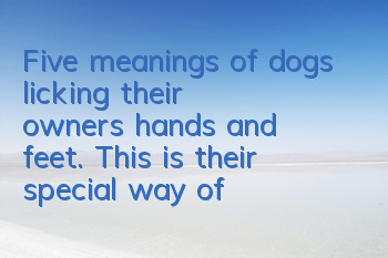 Five meanings of dogs licking their owners’ hands and feet. This is their special way of expression.