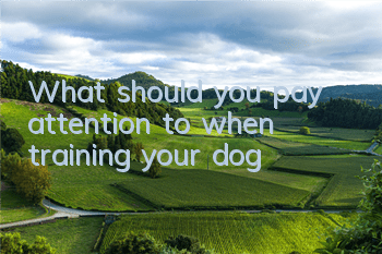 What should you pay attention to when training your dog?