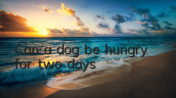 Can a dog be hungry for two days?