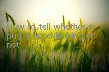 THow to tell whether a pug is good-looking or not?