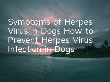TSymptoms of Herpes Virus in Dogs How to Prevent Herpes Virus Infection in Dogs