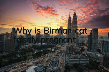 Why is Birman cat falsely pregnant?