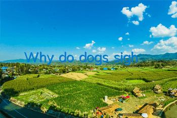 Why do dogs sigh?
