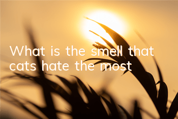 TWhat is the smell that cats hate the most?