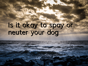 Is it okay to spay or neuter your dog?