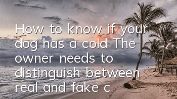 How to know if your dog has a cold? The owner needs to distinguish between real and fake colds!