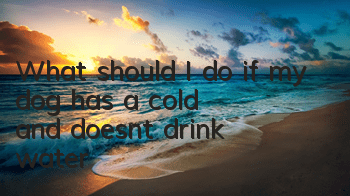 What should I do if my dog ​​has a cold and doesn’t drink water?