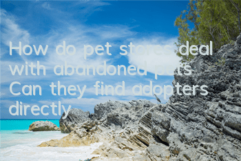 How do pet stores deal with abandoned pets? Can they find adopters directly?