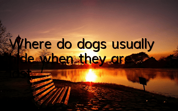 TWhere do dogs usually hide when they are lost?