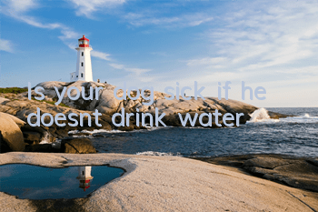 Is your dog sick if he doesn’t drink water?