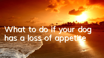 TWhat to do if your dog has a loss of appetite
