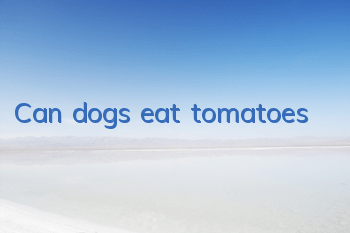 TCan dogs eat tomatoes?