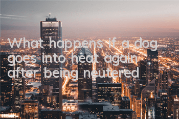 What happens if a dog goes into heat again after being neutered?