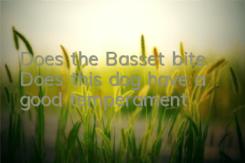 TDoes the Basset bite? Does this dog have a good temperament?