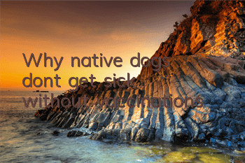 Why native dogs don’t get sick without vaccinations