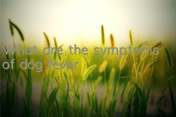 TWhat are the symptoms of dog fever?