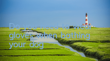 Do you need to wear gloves when bathing your dog?