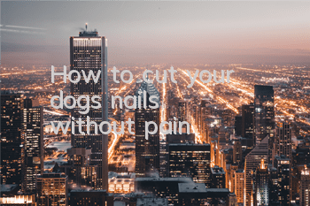 How to cut your dog's nails without pain