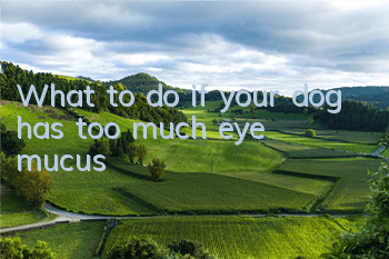 What to do if your dog has too much eye mucus?