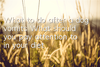 TWhat to do after a dog vomits? What should you pay attention to in your diet?