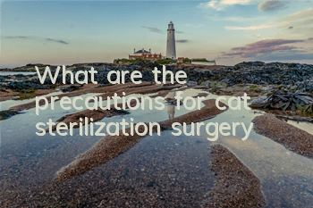 What are the precautions for cat sterilization surgery?
