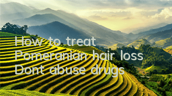 THow to treat Pomeranian hair loss? Don’t abuse drugs!