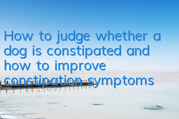 How to judge whether a dog is constipated and how to improve constipation symptoms?