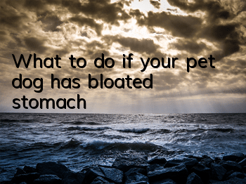 TWhat to do if your pet dog has bloated stomach