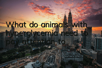 TWhat do animals with hyperglycemia need to pay attention to?