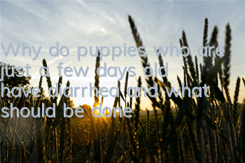Why do puppies who are just a few days old have diarrhea and what should be done?