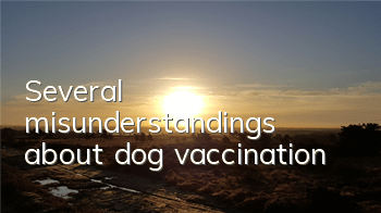 TSeveral misunderstandings about dog vaccination