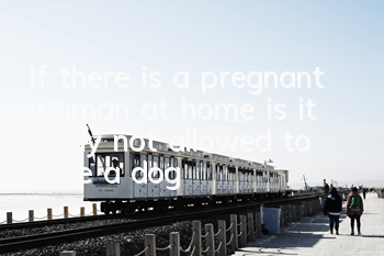 TIf there is a pregnant woman at home, is it really not allowed to have a dog?