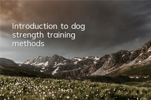 TIntroduction to dog strength training methods