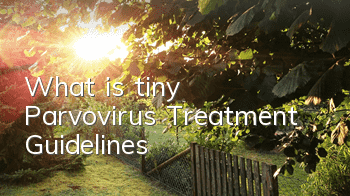 TWhat is tiny? Parvovirus Treatment Guidelines
