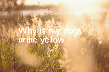 Why is my dog’s urine yellow?
