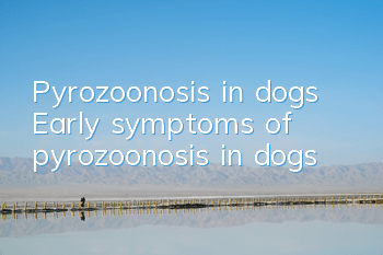 Pyrozoonosis in dogs Early symptoms of pyrozoonosis in dogs