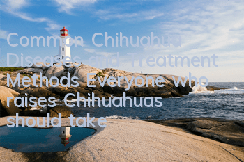 Common Chihuahua Diseases and Treatment Methods Everyone who raises Chihuahuas should take a look!