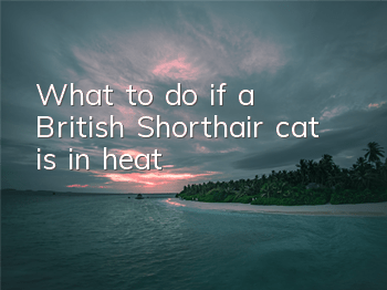 What to do if a British Shorthair cat is in heat