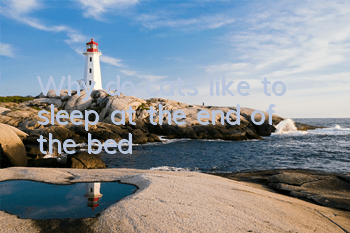 TWhy do cats like to sleep at the end of the bed?