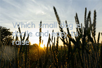 TWhich small dog is docile and easy to raise?