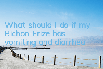 What should I do if my Bichon Frize has vomiting and diarrhea?