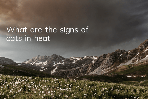 What are the signs of cats in heat?
