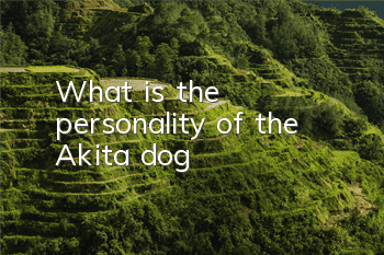 What is the personality of the Akita dog?