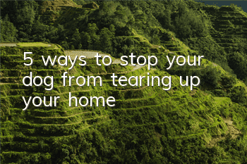 5 ways to stop your dog from tearing up your home