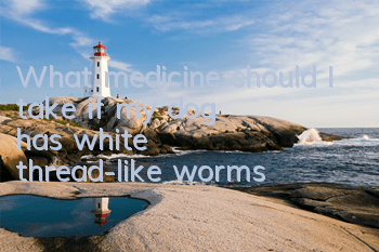 TWhat medicine should I take if my dog ​​has white thread-like worms?