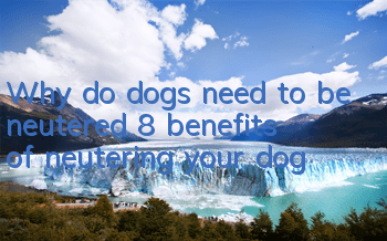 TWhy do dogs need to be neutered? 8 benefits of neutering your dog!