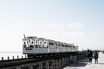 What's wrong with the dog that keeps trembling?