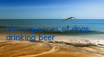 TConsequences of dogs drinking beer