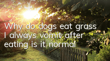 TWhy do dogs eat grass? I always vomit after eating, is it normal?