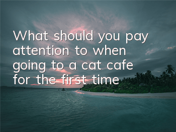 TWhat should you pay attention to when going to a cat cafe for the first time?